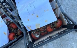 Тонну российских томатов уничтожили в Уральске