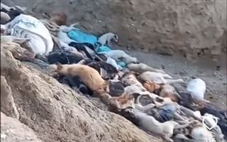 Массовое захоронение с щенками нашли в Мангистау