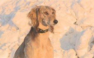 В Уральске пройдет смотр чистокровных собак породы тазы