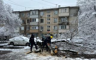 В Алматы на автомобиль упало дерево