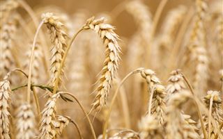 Запретить ввоз пшеницы планирует Казахстан
