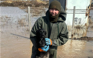 Противопаводковые работы: спасатель эвакуировал щенка из затопления