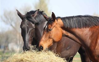 В Жетысуской области скотокрад украл лошадей на 12 миллионов тенге