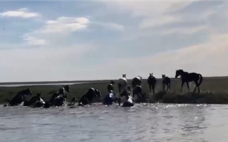 В Атырауской области спасатели МЧС спасли лошадей