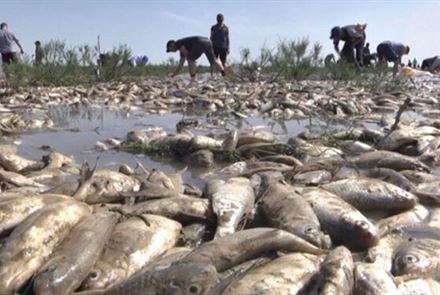 Рыба в Прикаспии дохнет от бездействия чиновников