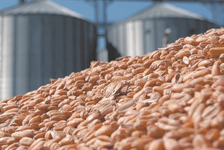 ООН стимулирует теневой импорт зерна из России через Казахстан