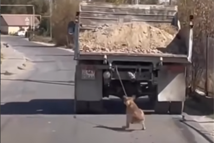 Водитель привязал собаку к грузовику и тащил животное