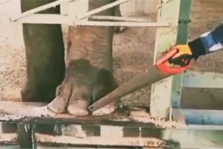 Как слонам в алматинском зоопарке делают педикюр пилами - видео
