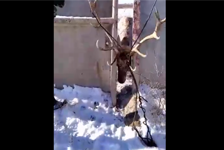 Казахстанцы спасли оленя, застрявшего между двух бетонных плит - видео