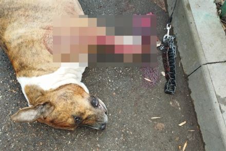 В Алматы погибла собака, защищая хозяина