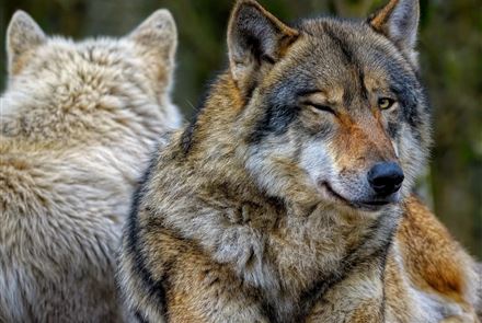 В Костанайской области могут отстрелять более 50 волков 