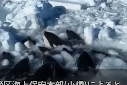 В Японии на побережье во льдах застряли десятки косаток