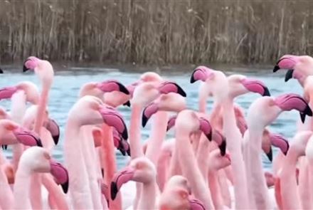 В Мангистау на озеро Караколь прилетели розовые фламинго