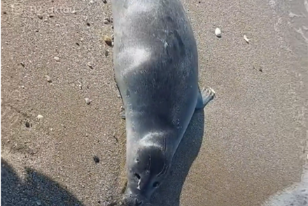 На побережье Каспия нашли 40 мертвых тюленей 