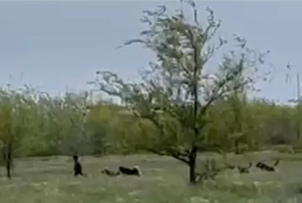 В Уральске бродячие собаки напали на ребенка