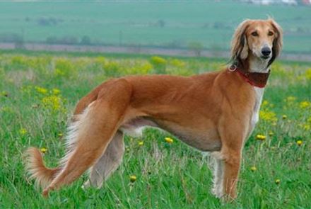 В РК обновили стандарты казахских пород собак