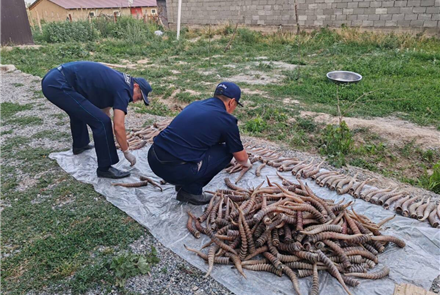 У жителя Жетысуской области на чердаке нашли рога сайги на 1,2 млрд тенге