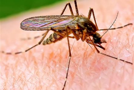 Как защититься от комаров летом