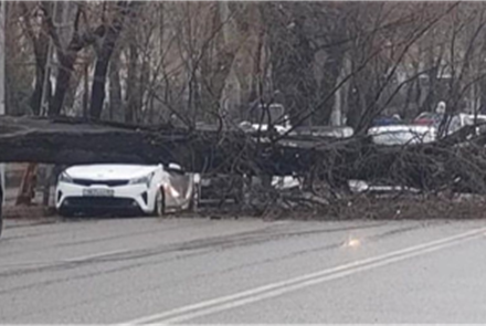 Директора «Eco Almaty» наказали за падение деревьев на автомобили