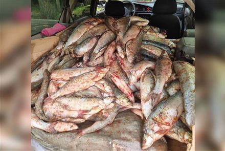 В Жетысу браконьер наловил рыбы почти на три млн тенге