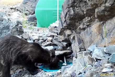 В Жетысуской области в фотоловушку попал бурый медведь