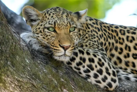 В Семее в биоцентре умер амурский леопард
