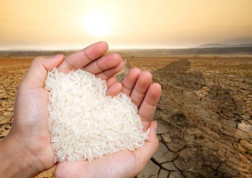 Почему казахстанцам придётся закупать рис из Узбекистана по завышенной цене