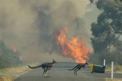 В результате пожаров в Австралии погибло более миллиарда животных