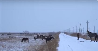 В Жамбылской области волки нападают на скот сельчан