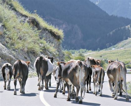 Живыми не выпускать: для чего минсельхоз запрещает казахстанским производителям экспортировать скот