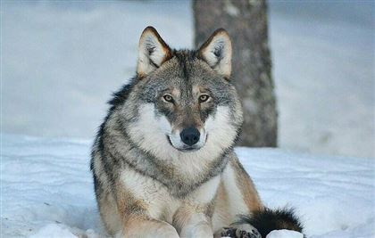Казахстанские голодные волки устроили нашествие на Омскую область