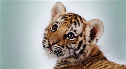 Казахстанец пытался украсть тигренка из зоопарка в Оренбургской области