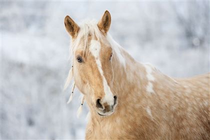 В Туркестанской области украли лошадь, предназначенную для кокпара