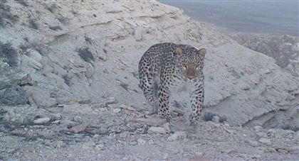 Фотоловушка зафиксировала леопарда в заповеднике Мангистауской области