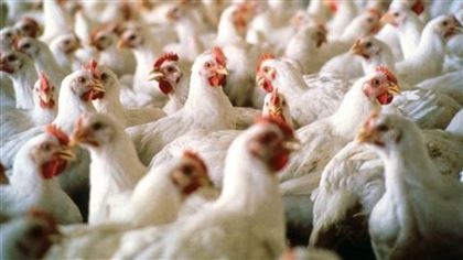 В Китае выявили вспышку птичьего гриппа