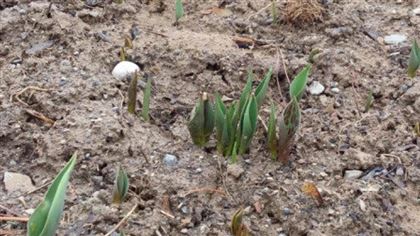 В Шымкенте начали расти первые тюльпаны