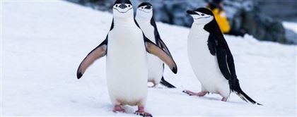 Целые колонии пингвинов исчезают в Антарктиде 