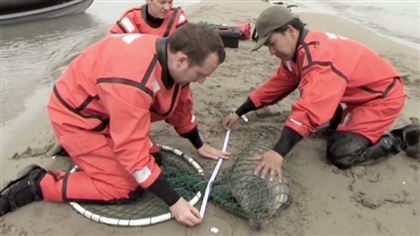 В Атырау исследуют состояние популяции каспийского тюленя