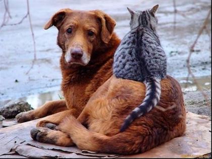 Житель Алматы создал приют для брошенных собак