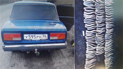 У жителя Западно-Казахстанской области в багажнике автомобиля нашли 126 рогов сайги