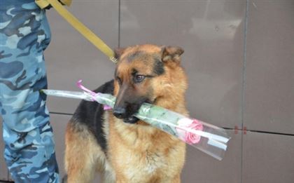 Специально обученная собака дарила цветы женщинам Караганды 