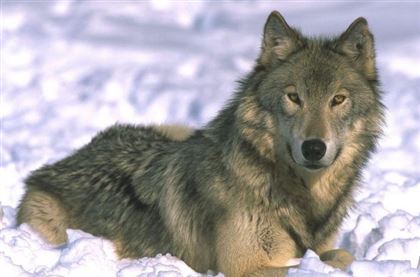 В Актюбинской области волчица, потерявшая двух волчат, загрызла овец и собак 