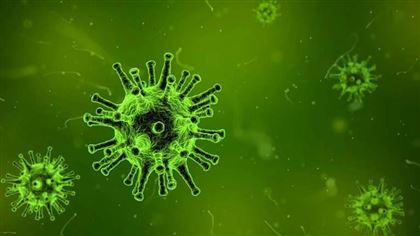 Ученые объяснили, как организм борется с коронавирусом