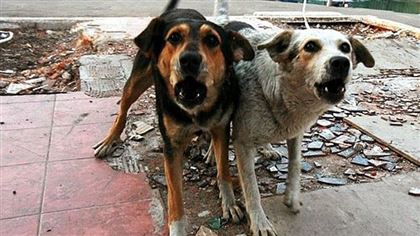 В Байконыре за бюджетные деньги стерилизуют бродячих кошек и собак 