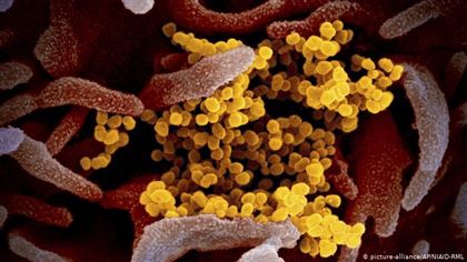 С момента появления коронавируса от пандемии скончались 14 613 человек