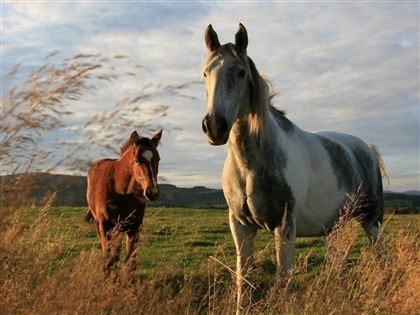 Скотокрады украли лошадей на 40 миллионов тенге в Алматинской области