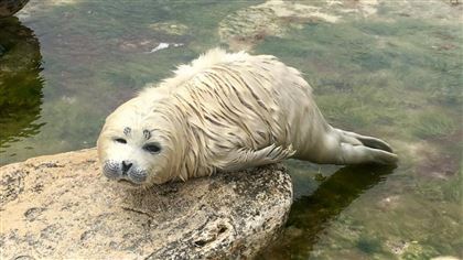 Детеныша каспийского тюленя спасли в Актау