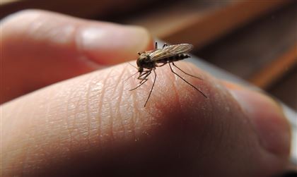 Нашествие комаров и мошек пытаются предотвратить в Нур-Султане