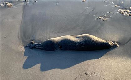 В Актау на берегу Каспия нашли мертвых тюленей