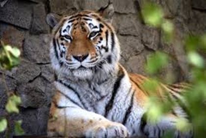 От тигра до кошек: какие животные уже заразилисьCOVID-19 и насколько это опасно для человека